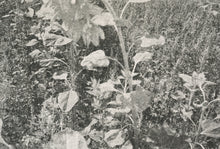 Load image into Gallery viewer, SO THAT TODAY I MIGHT FEEL WHAT’S MINE / JULIA SCHOLL