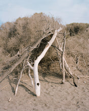 Load image into Gallery viewer, THE DOG BEACH  / FABRIZIO ALBERTINI
