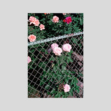 Load image into Gallery viewer, FENCE FLOWERS / EDDIE O&#39;KEEFE
